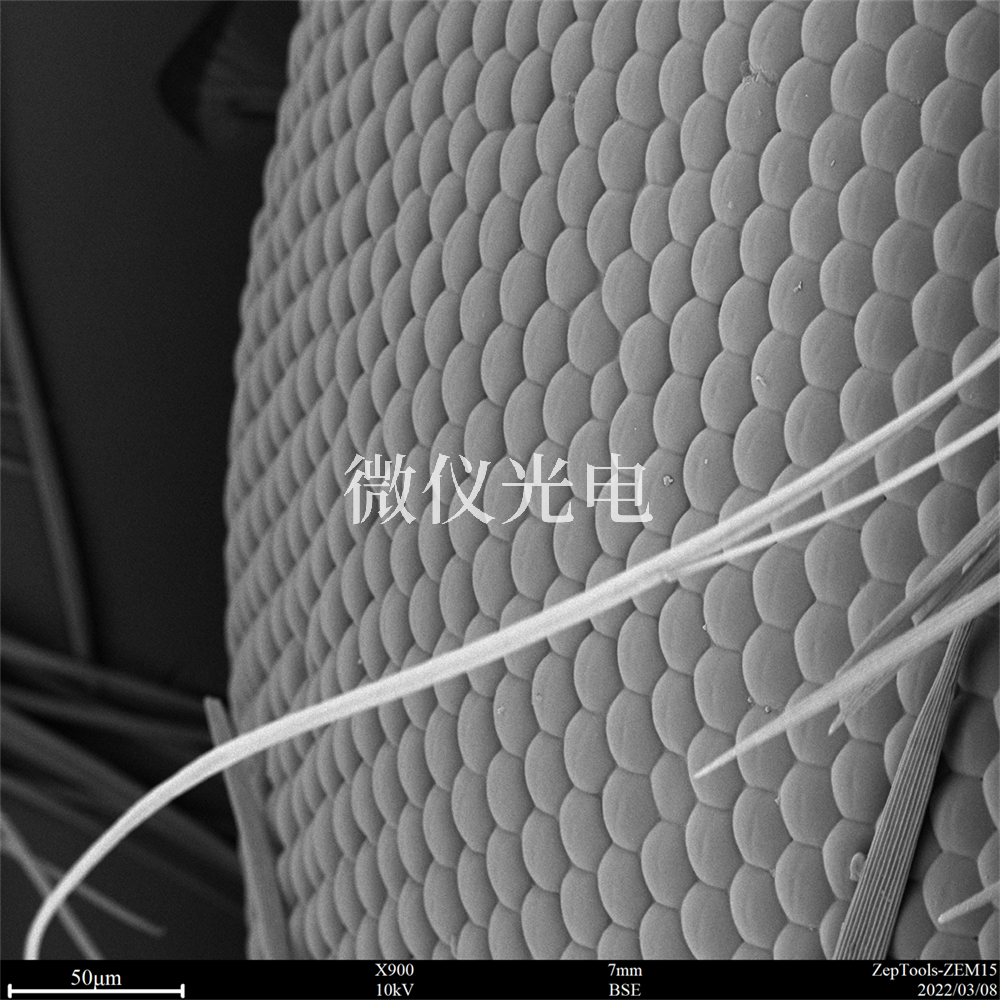 掃描電鏡有沒有什么局限性？