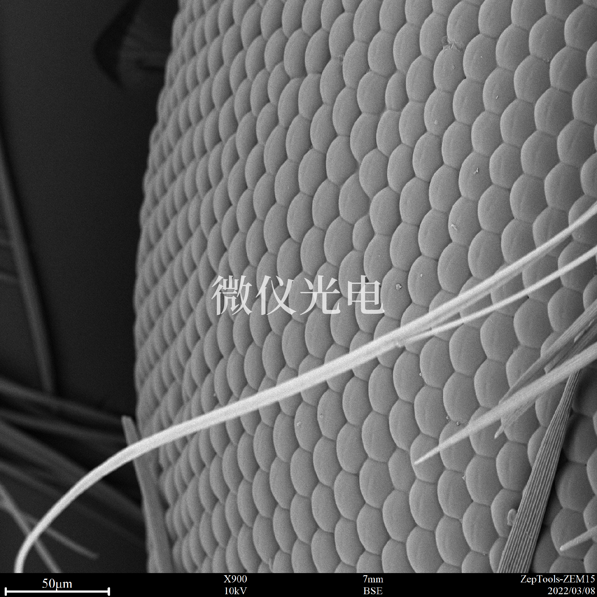 掃描電鏡下的昆蟲(chóng).png 掃描電鏡下的昆蟲(chóng).png